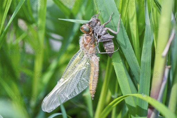 Hairy dragonfly (Brachytron pratense), freshly hatched animal on a reed stem with exuviae, Peene Valley nature park Park, Mecklenburg-Western Pomerania, Germany