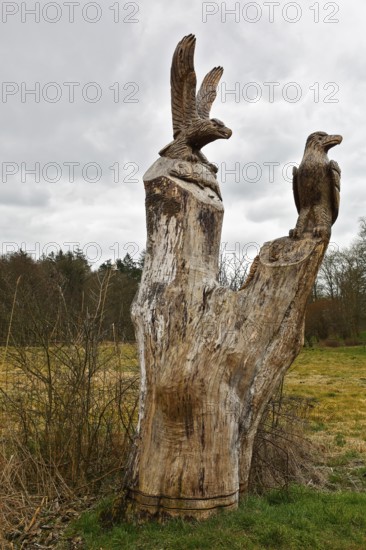 Carved sculpture of a white-tailed eagle (Haliaeetus albicilla) from a tree on the River Peene at the Alt Plestlin water hiking rest area, work by a sculptor, Peene Valley nature park Park, Mecklenburg-Western Pomerania, Germany