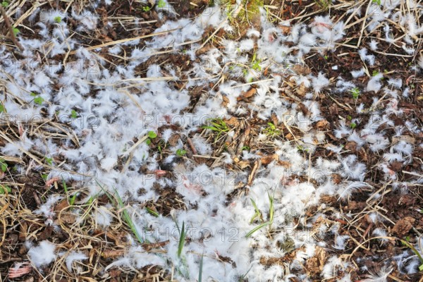 Mute swan (Cygnus olor), remnant of a beaten animal, predator, feathers of an etching, Peene Valley nature park Park, Mecklenburg-Western Pomerania, Germany