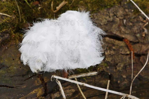 Mute swan (Cygnus olor), tuft of down feathers, Peene Valley nature park Park, Mecklenburg-Western Pomerania, Germany