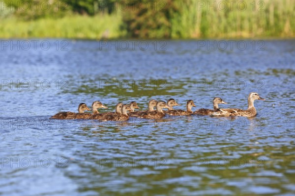 Mallard (Anas platyrhynchos), adult bird leading offspring through the water, Peene Valley nature park Park, Mecklenburg-Western Pomerania, Germany