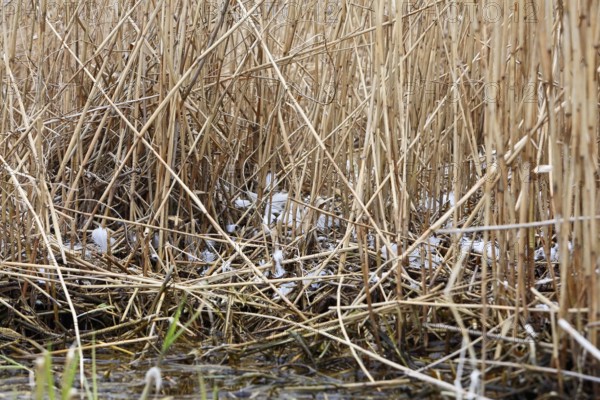 Great White Egret (Ardea alba, syn.: Casmerodius albus, Egretta alba), remnant of a killed animal, predator, feathers of an egret, Peene Valley nature park Park, Mecklenburg-Western Pomerania, Germany