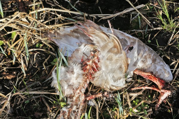 Mute swan (Cygnus olor), remains of a killed animal, predator, Peene Valley nature park Park, Mecklenburg-Western Pomerania, Germany