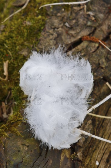 Mute swan (Cygnus olor), tuft of down feathers, Peene Valley nature park Park, Mecklenburg-Western Pomerania, Germany