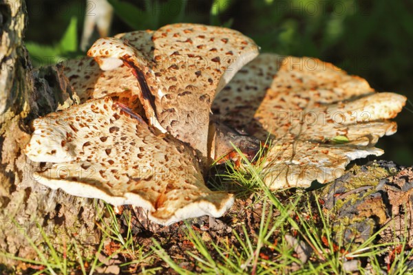 Scaly stem porling (Cerioporus squamosus) on dead wood, Peene Valley nature park Park, Mecklenburg-Western Pomerania, Germany