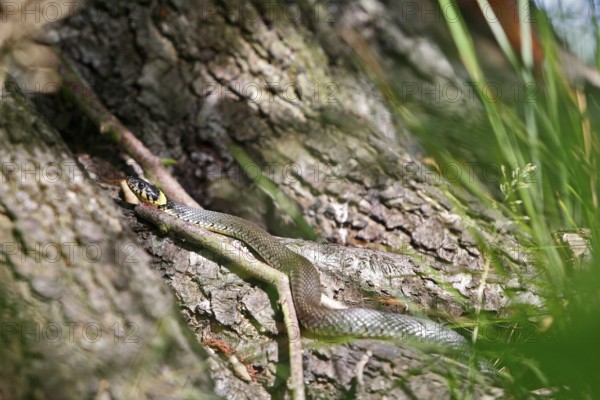 Grass snake (Natrix natrix), resting animal in the sun, grass snake sunbathing, Peene Valley nature park Park, Mecklenburg-Western Pomerania, Germany
