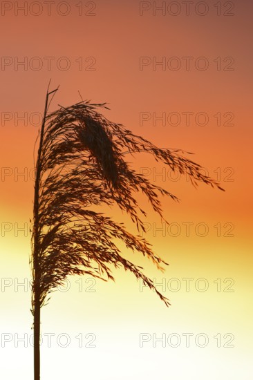 Reed grass seeds at sunset, reed tassel, Peenetal nature park Park, Mecklenburg-Western Pomerania, Germany