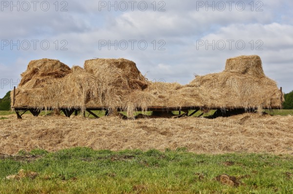 Hay wagon in a meadow, agriculture, Peenetal nature park Park, litter for cattle, Mecklenburg-Western Pomerania, Germany