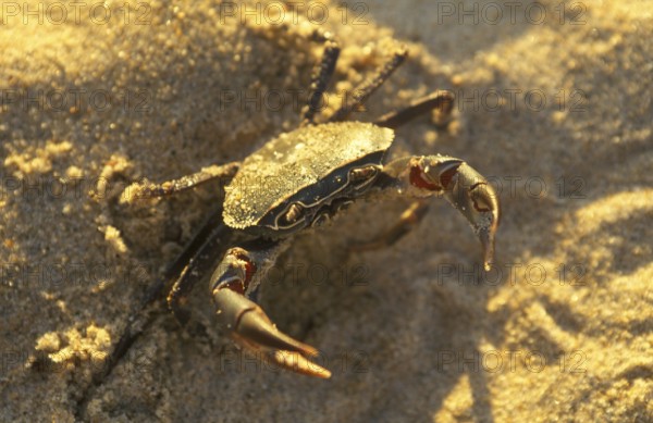 Freshwater crab on Lake Malawi beach, Malawi, Africa, July 2000, vintage, retro, old, historic