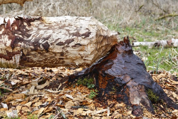 Beaver (Castor fibre), tree felled by a beaver, activities of a beaver, beaver cutting, Peene Valley nature park Park, Mecklenburg-Western Pomerania, Germany