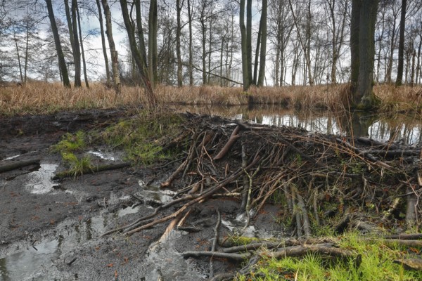 Beaver (Castor fibre), stream dammed by beaver, dam, Peene Valley nature park Park, Mecklenburg-Western Pomerania, Germany