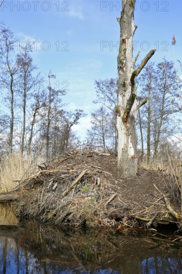 Beaver (Castor fibre), castle of a beaver on the banks of the Peene, dwelling of a beaver, Peene Valley nature park Park, Mecklenburg-Western Pomerania, Germany