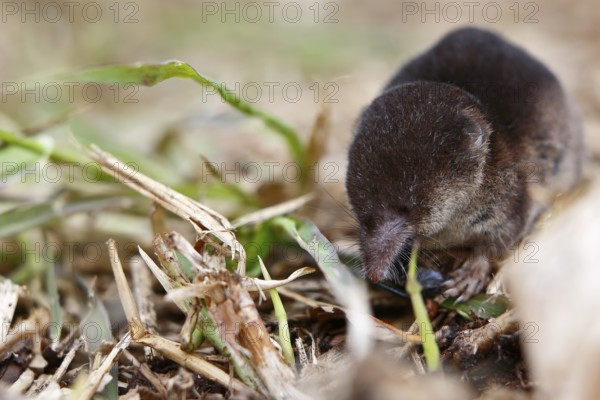 Wood shrew (Sorex araneus), foraging, Peene Valley nature park Park, Mecklenburg-Western Pomerania, Germany