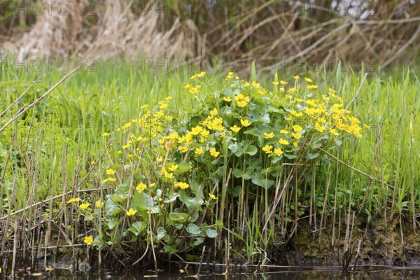 Marsh marigold (Caltha palustris), flowers in a wetland habitat, Peene Valley nature park Park, Mecklenburg-Western Pomerania, Germany
