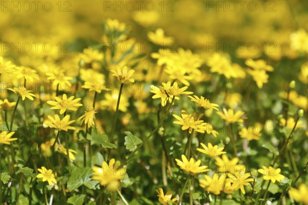 Lesser celandine (Ficaria verna, synonym: Ranunculus ficaria L.), flowers in a damp location, Peene Valley nature park Park, Mecklenburg-Western Pomerania, Germany
