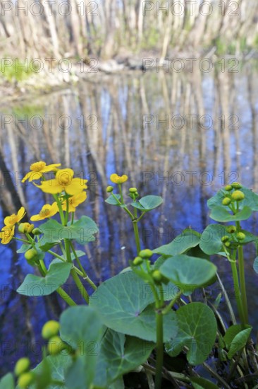 Marsh marigold (Caltha palustris), flowers in a wetland habitat, Peene Valley nature park Park, Mecklenburg-Western Pomerania, Germany