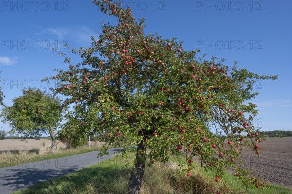 Apple tree (Malus) with ripe fruit on a village street, Othenstorf, Mecklenburg-Vorpommern, Germany