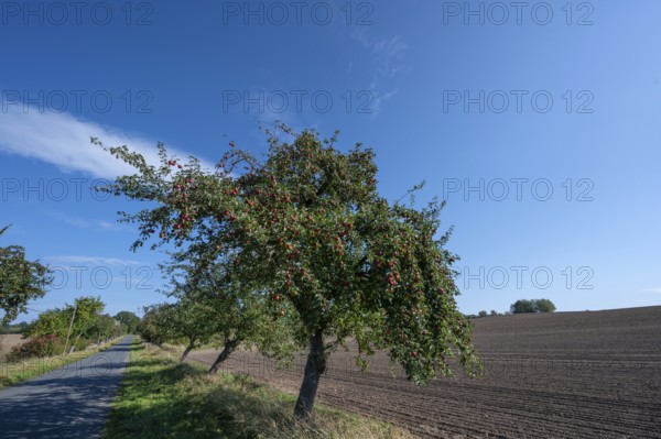 Apple tree avenue (Malus) with ripe fruit on a country road, Othenstorf, Mecklenburg-Vorpommern, Germany