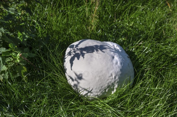 Giant bovist, approx. 50 cm in diameter, in a meadow, Mecklenburg-Western Pomerania, Germany