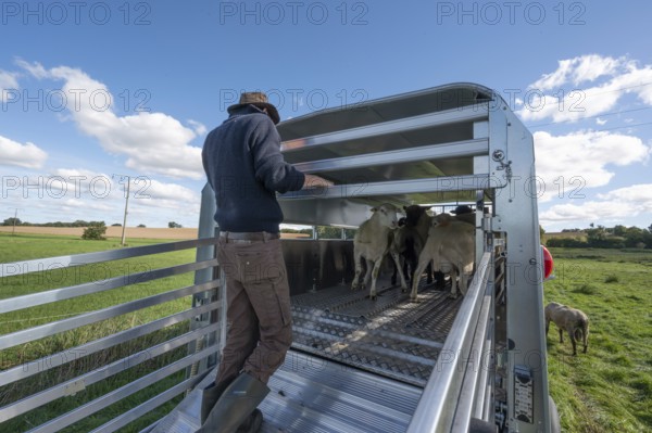 Shepherd loading his sheep into the two-story animal transporter, in the pasture, Rehna, Mecklenburg. -Vorpommern, Germany
