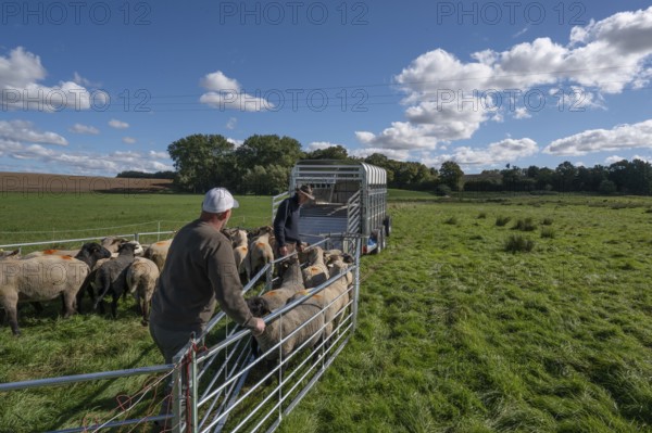 Shepherds prepare to load sheep standing in the Ferch into the animal transporter, Rehna, Mecklenburg-VorpÃ¼ommern, Germany