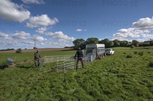 Shepherds build a ferch and prepare sheep load with a double-decker animal transporter on the pasture, Rehna, Mecklenburg-Vorpommenrn, Germany