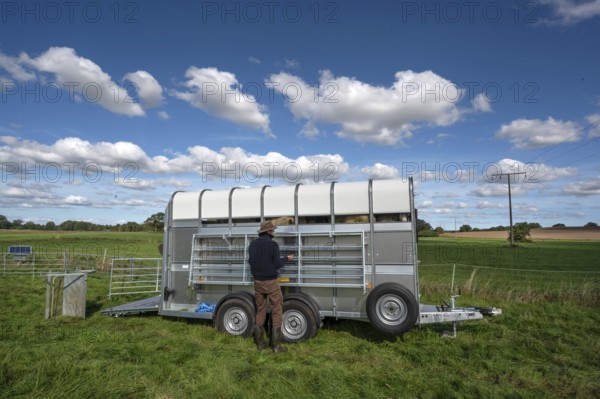 After loading the sheep, shepherd dismantles the ferch in the pasture, Rehna, Mecklenburg. -Vorpommern, Germany