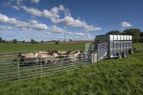 Sheep in Ferch in front of loading on pasture, Rehna, Mecklenburg-Western Pomerania, Germany