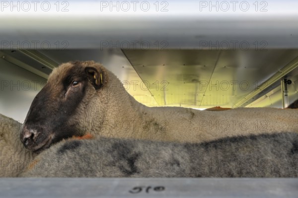 Black pop sheep in an animal transporter, Rehna, Mecklenburg-Western Pomerania, Germany