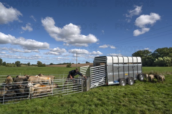Shepherd prepares to load sheep standing in the Ferch into the animal transporter, Rehna, Mecklenburg-VorpÃ¼ommern, Germany