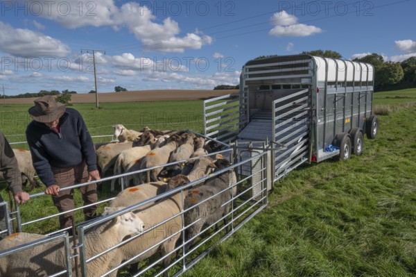 Young shepherd prepares to load sheep standing in the Ferch into the animal transporter, Rehna, Mecklenburg-VorpÃ¼ommern, Germany