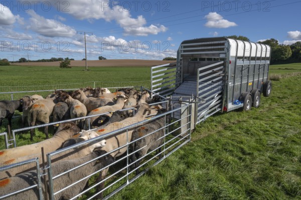 Sheep in Ferch in front of loading onto the animal transporter, Rehna, Mecklenburg-Western Pomerania, Germany