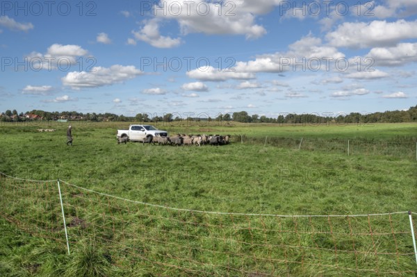 Sheep in a raised ferch in the pasture, Rehna, Mecklenburg-Western Pomerania, Germany