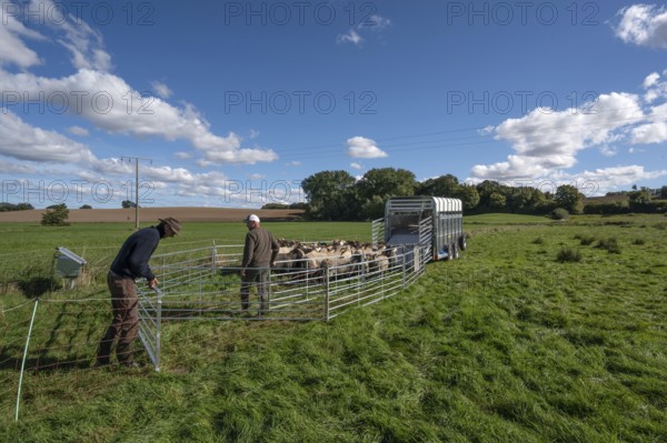 Shepherds prepare to load sheep on pasture, Rehna, Mecklenburg-Western Pomerania, Germany