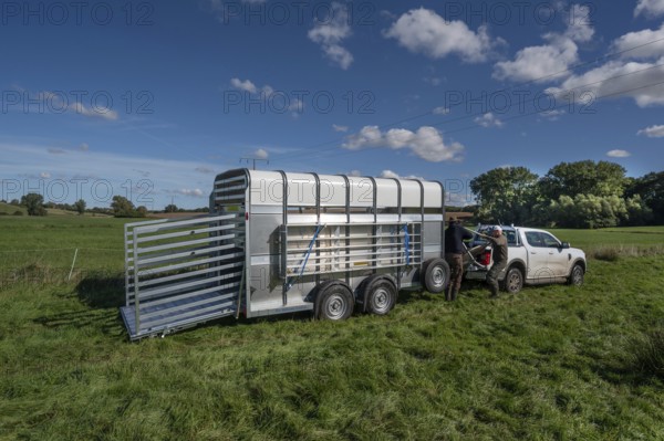 Shepherds prepare sheep loading on pasture with a double-decker animal transporter, Rehna, Mecklenburg-Vorpommenrn, Germany