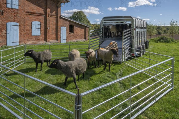 Blackhead sheep in a ferch on the estate in front of transport, Othenstorf, Mecklenburg-Western Pomerania, Germany