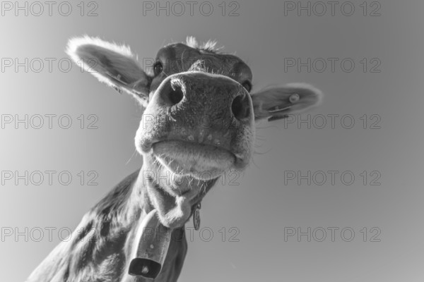 Curious AllgÃ¤u Brown Swiss, (Bos primigenius taurus), AllgÃ¤u, Bavaria, Germany