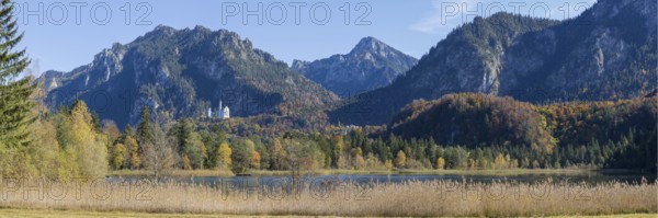 Panorama of the autumn reed bank on Schwansee, behind Neuschwanstein Castle near Hohenschwanga and the Tegelberg massif, Romantic Road, OstallgÃ¤u, Bavaria, Germany