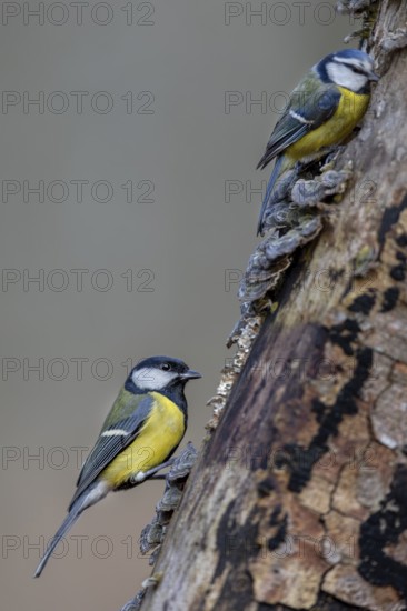 Slowly and respectfully, the much larger great tit (Parus major) approaches the smaller blue tit (Cyanistes caeruleus), tree fungi, Germany