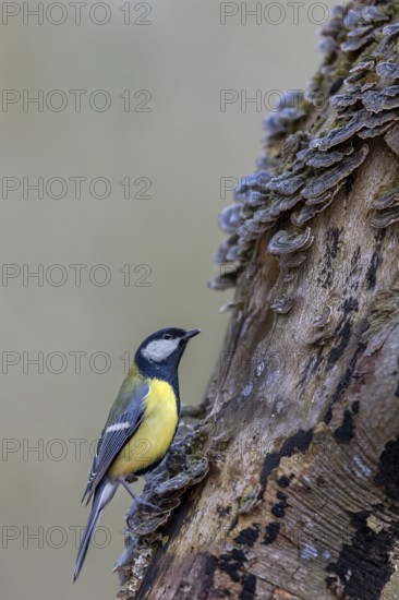 In an elongated posture, the great tit (Parus major) signals maximum tension, tree fungi, Germany