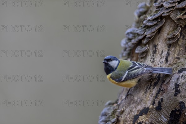 Great tit (Parus major) foraging on a beech branch, tree fungi, Germany