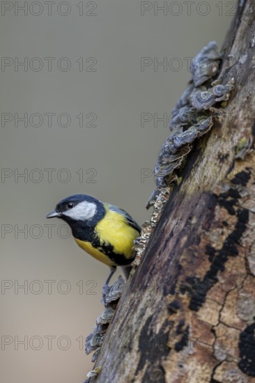 The yellow breast with the black centre stripe can be clearly seen on the great tit (Parus major), tree fungi, Germany
