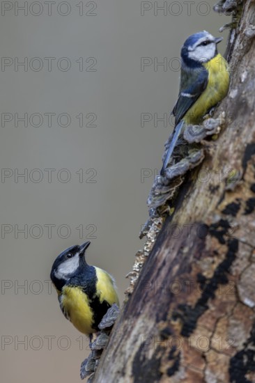 Respectfully observing the much larger great tit (Parus major), the very combative blue tit (Cyanistes caeruleus), tree fungi, Germany
