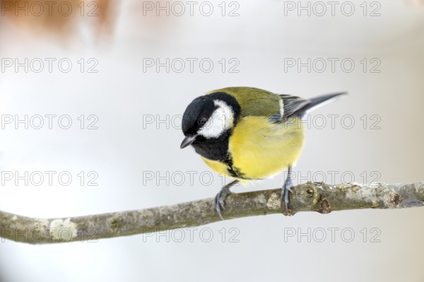Great tit (Parus major) in winter on the branch of a copper beech, snow, Germany
