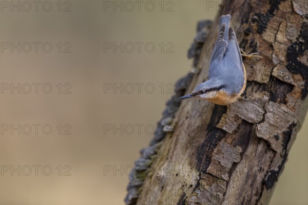 Nuthatch (Sitta europaea) looking for food on a beech branch, tree fungi, attentive, Germany