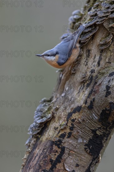 The nuthatch (Sitta europaea) searches upside down for food among tree fungi, tree fungi, attentive, Germany