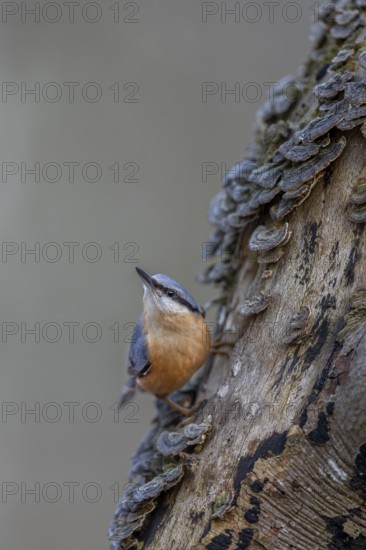 A woodpecker gives the nuthatch (Sitta europaea) pause, tree fungi, attentive, Germany
