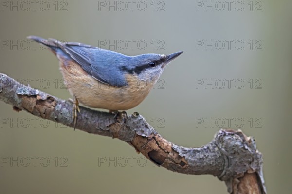 The typical posture of the nuthatch (Sitta europaea) when danger threatens, raising its head upwards and motionlessly observing the area above it, attentive, Germany