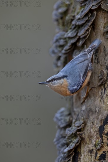 If the nuthatch (Sitta europaea) even senses danger, it remains motionless and carefully observes its surroundings, tree fungi, Germany