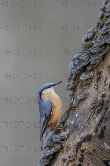The nuthatch (Sitta europaea) finds plenty of food among the tree fungi, tree fungi, attentive, Germany